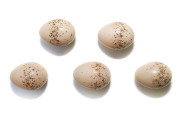 Lanius collurio. The eggs of the Common Shrike in front of white