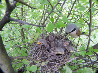 Lanius collurio. The nest of the Common Shrike in nature.
