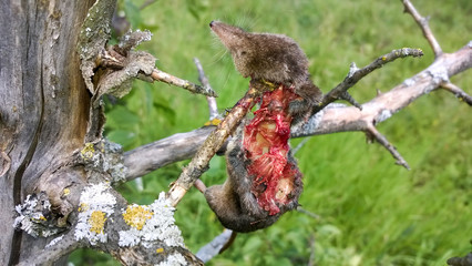 shrew, shrewmouse - prey of the Common Shrike (Lanius collurio)