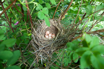 Lanius collurio. The nest of the Common Shrike in nature.