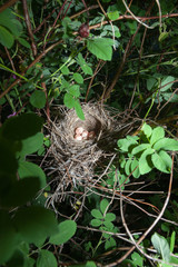 Lanius collurio. The nest of the Common Shrike in nature.