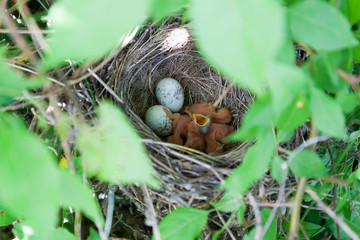 Lanius collurio. The nest of the Common Shrike in nature.
