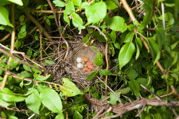 Lanius collurio. The nest of the Common Shrike in nature.