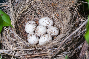 Naklejka na ściany i meble Lanius collurio. The nest of the Common Shrike in nature.