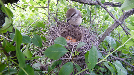 Lanius collurio. The nest of the Common Shrike in nature.