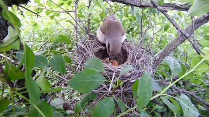 Lanius collurio. The nest of the Common Shrike in nature.