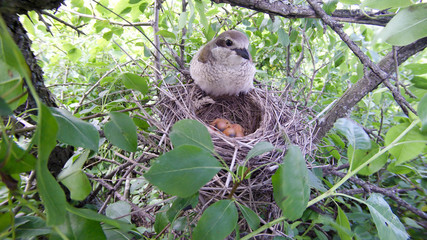 Lanius collurio. The nest of the Common Shrike in nature.
