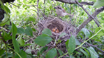Lanius collurio. The nest of the Common Shrike in nature.