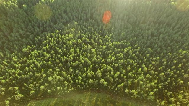 Coniferous forest at a natural bog lake with peat shores, aerial shot with lens flares.