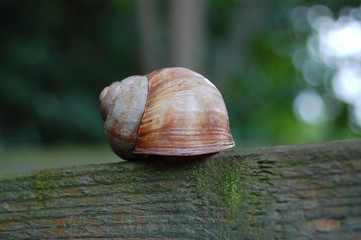 Schnecke 3