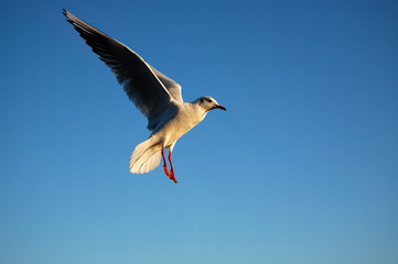 Möwe im Flug