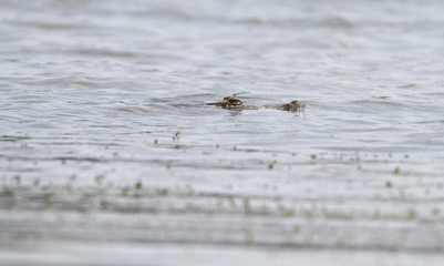 Crocodile