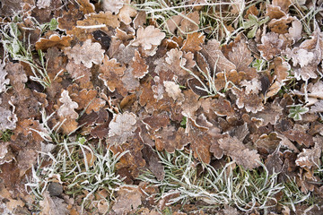 Laub im Winter