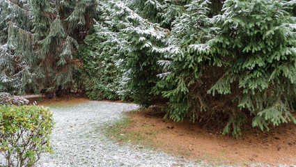 First snow on a path through evergreens