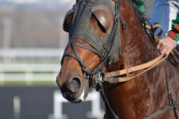 Obraz premium cheval de courses