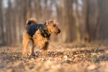 Airedale Terrier in the forest