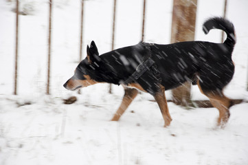 black dog in winter snow