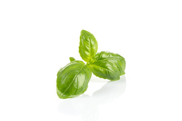 Fresh green wet leaf basil