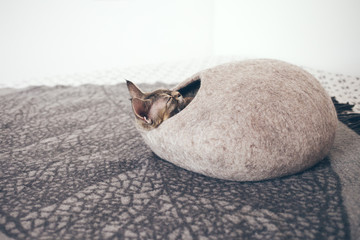 Devon Rex cat is sleeping in felted warm sleeping bed. Cat likes comfortable cat cave made of wool - simple, minimal handmade design. Happy chilling cat. Scandinavian style, natural colors