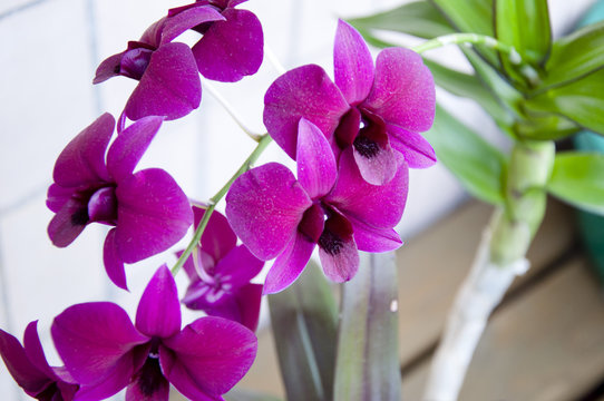 Beautiful Purple Orchid Flower Background