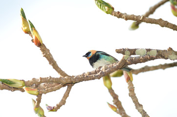 Golden-Hooded Tanager