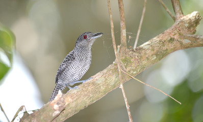 Fasciated Antshrike Male