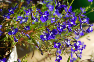 Blue flowers in the garden