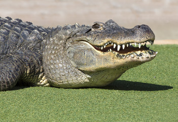 Close-up of a crocodile, South Dakota