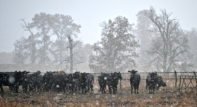 The Cattle Lining Up In The Snow