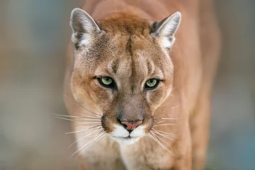Fotobehang Poema Puma, cougar portret op lichte achtergrond