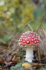 Muchomor sromotnikowy