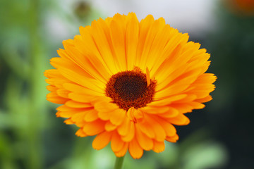 Obraz premium The flower