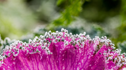 Ornamental kale frost covered on autumn morning