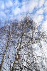Fototapeta na wymiar Tops of birches against a blue sky