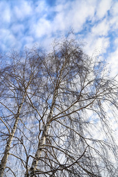 Tops of birches against a blue sky