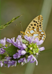 Piękny motyl © Pawel