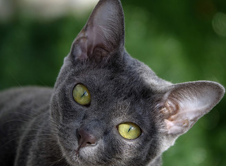 Un Korat, chat de race thaïlandaise