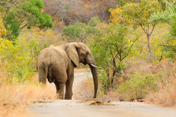 Fototapeta na wymiar Elephant on the road