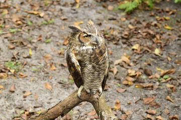 Great horned owl resting on a branch.
