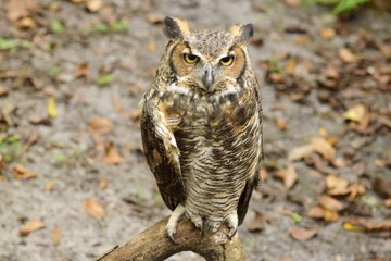 Great horned owl resting on a branch.
