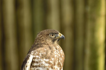  Profile of a beautiful American red tailed hawk.