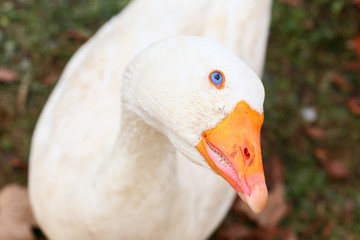 white goose