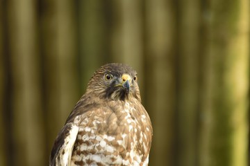 Beautiful American Red tailed hawk looking curious.  