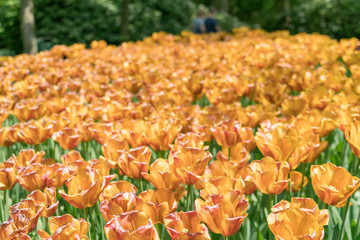 Orange tulip reflections 2016 Tulip Festival in Keukenhof near Amsterdam Holland