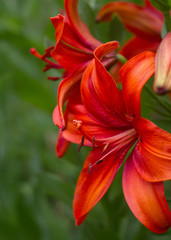 Bright red and orange lilies in the garden on a green background.