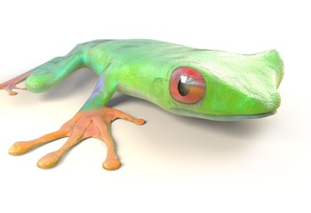 red eyed tree frog from tropical rainforest of Costa Rica isolated on white. Agalychnis callidrias. 3d illustration