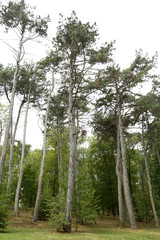 Beautiful green forest trees