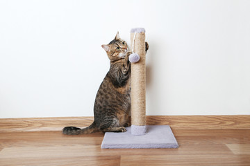 Obraz premium Beautiful cat with the scratching post