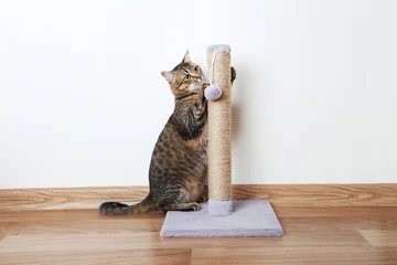 Photo sur Plexiglas Chat Beautiful cat with the scratching post