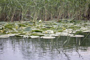 lotus flower